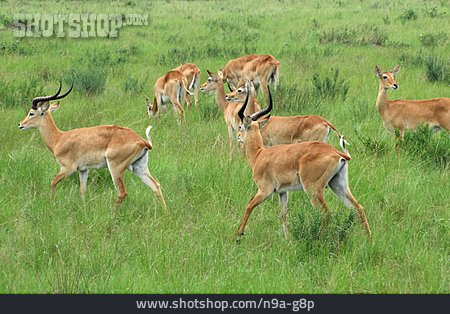 
                Antilope, Kob                   