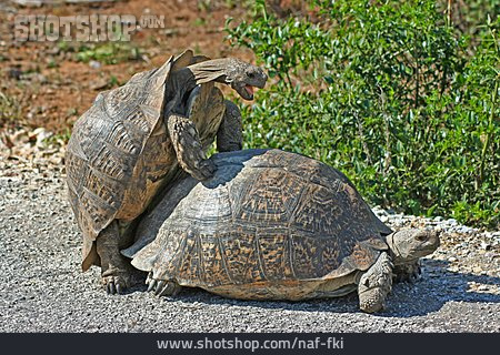 
                Schildkröte, Paarung                   
