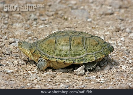 
                Landschildkröte, Pelomeduse                   