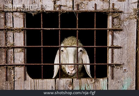 
                Schaf, Eingesperrt, Stallung                   