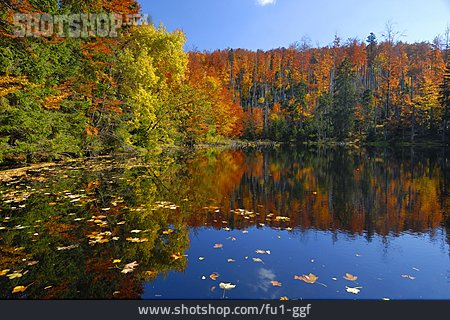 
                Herbstlich, Bayerischer Wald, Kleine Ohe                   