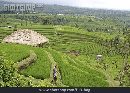
                Reisanbau, Kulturlandschaft, Reisterrassen                   