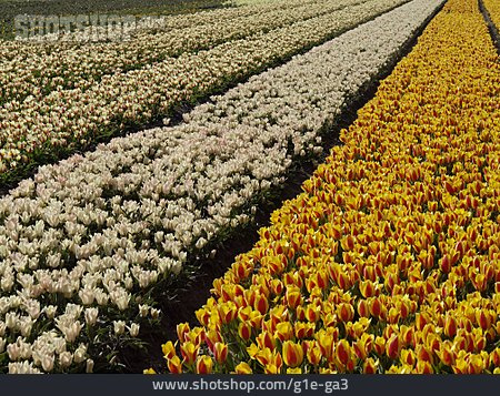 
                Tulpen, Tulpenfeld, Blumenzucht                   