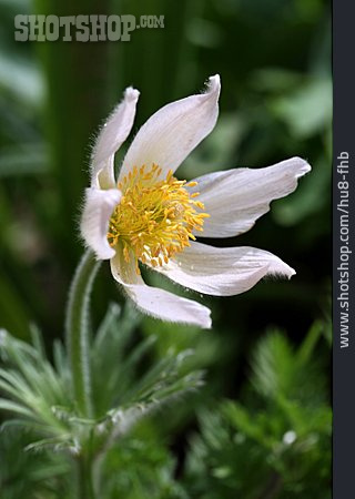 
                Blume, Kuhschelle                   
