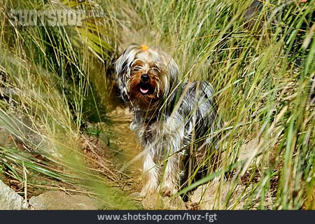 
                Hund, Yorkshire Terrier                   