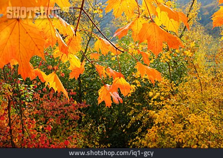 
                Herbstfarben, Ahornblatt, Herbstblatt                   
