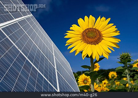 
                Sonnenblume, Klimaschutz, Solar, Sonnenenergie                   