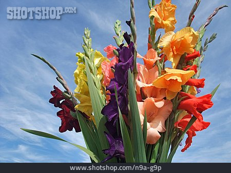 
                Blumenstrauß, Gladiole                   