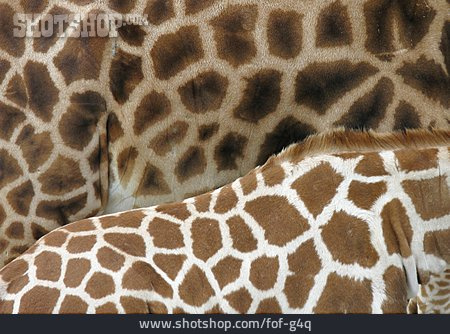 
                Muster, Giraffe, Tierfell                   
