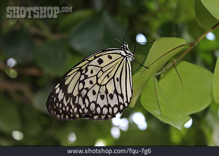 
                Schmetterling, Weiße Baumnymphe                   