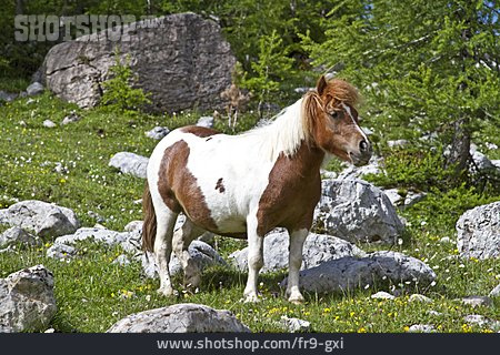 
                Südtirol, Pony                   