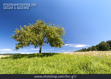 
                Landschaft, Sommerwiese, Apfelbaum                   