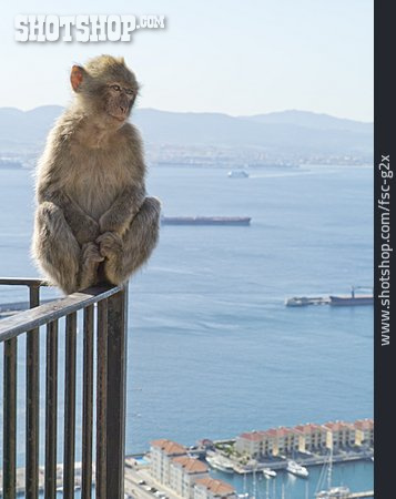 
                Affe, Straße Von Gibraltar                   