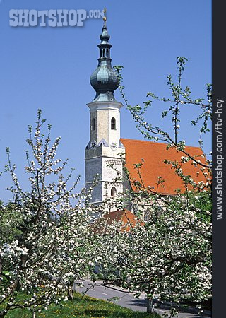 
                Tittmoning, Pfarrkirche Mariä Himmelfahrt, Asten                   