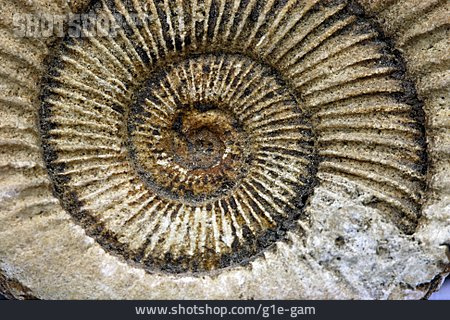 
                Ammonit, Versteinerung                   