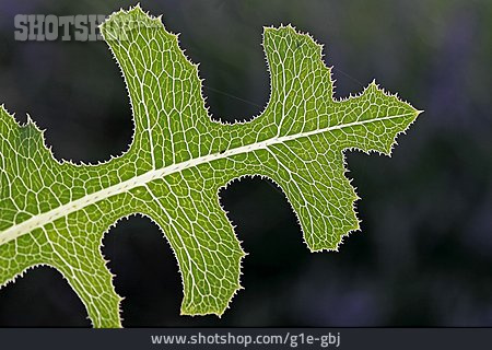 
                Distel, Pflanzenblatt                   