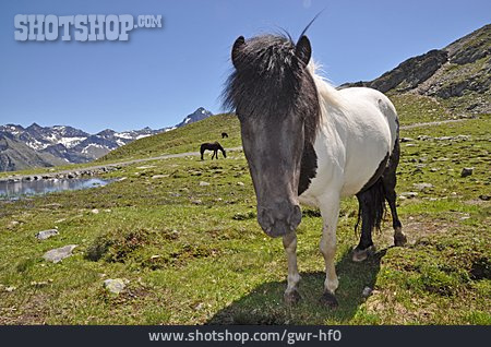 
                Pferd, Pony, Shetlandpony                   