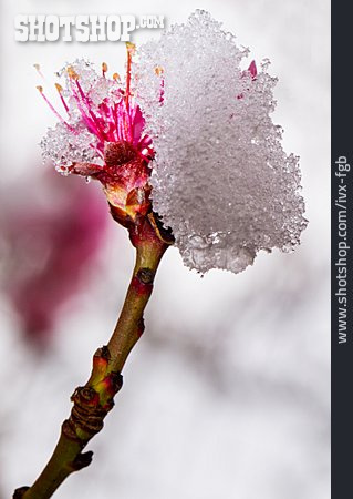
                Schneebedeckt, Pfirsichblüte, Kälteeinbruch                   