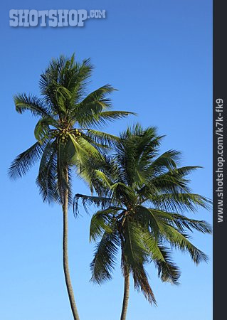 
                Palme, Kokospalme                   