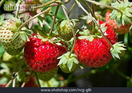 
                Erdbeere, Obstanbau, Erdbeerpflanze                   