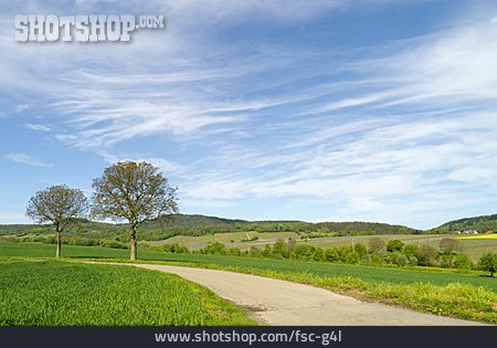 
                Landschaft, Weinanbaugebiet, Pfalz                   