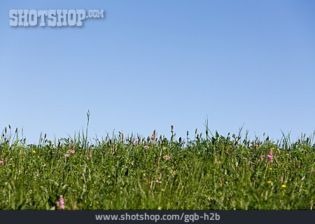 
                Hintergrund, Wiese, Blumenwiese                   