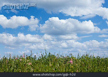 
                Landschaft, Wiese, Blumenwiese                   