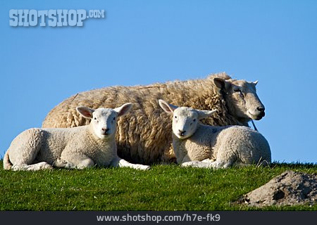 
                Schaf, Lamm                   