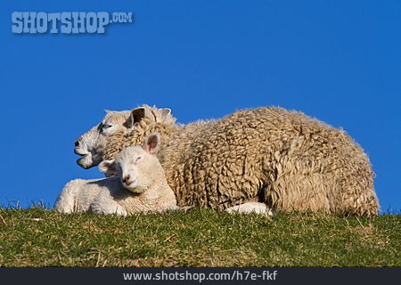 
                Schaf, Lamm, Muttertier                   