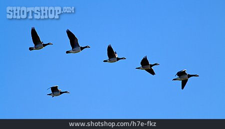 
                Formationsflug, Zugvogel, Weißwangengans                   