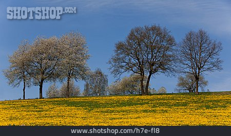 
                Landschaft, Blumenwiese, Frühling                   
