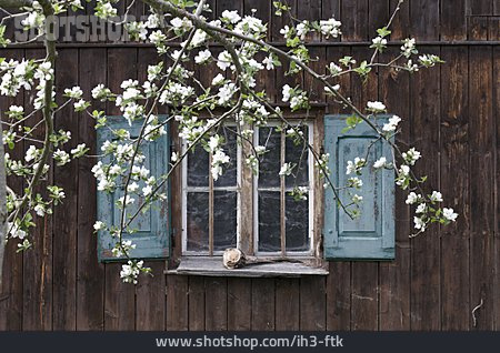 
                Fenster, Baumblüte, Holzhütte                   