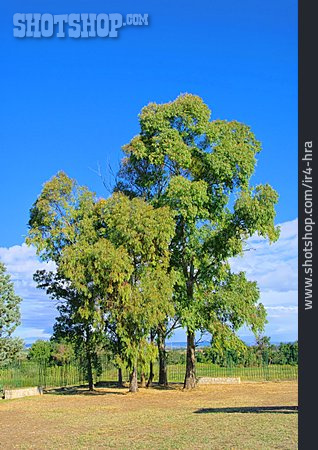 
                Eukalyptusbaum                   