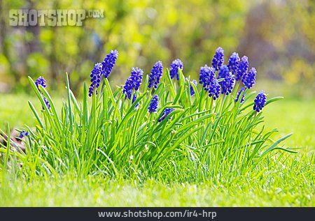 
                Meadow, Grape Hyacinth                   