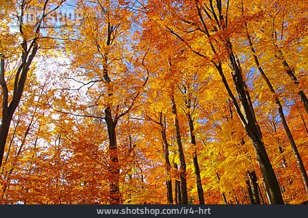 
                Rotbuche, Buchenwald, Herbstfärbung                   
