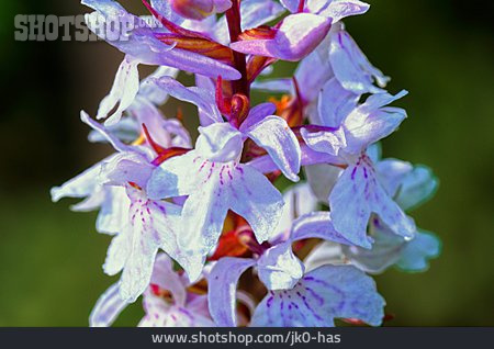
                Knabenkraut, Orchidee, Geflecktes Knabenkraut                   