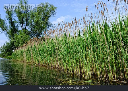 
                Schilf, Biosphärenreservat Spreewald                   