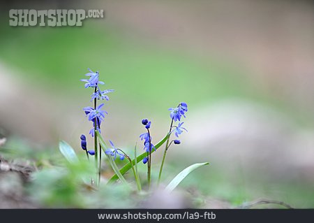 
                Frühlingsbote, Blaustern                   