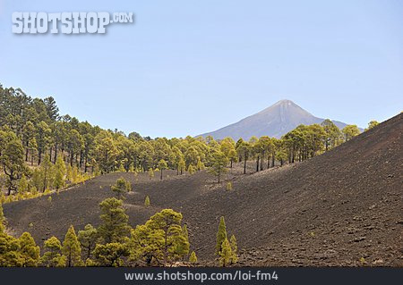 
                Vegetation, Teneriffa, Teide, Vulkanlandschaft                   