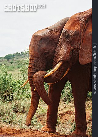 
                Tierpärchen, Elefant                   