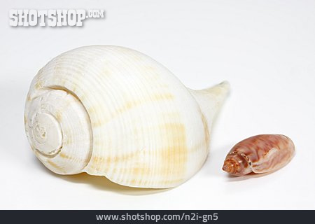 
                Schneckenmuschel, Muschelschale                   