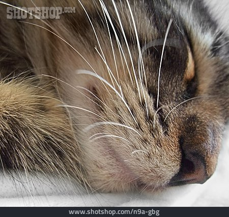 
                Ausruhen, Katze, Schlafen, Schnurrhaare                   
