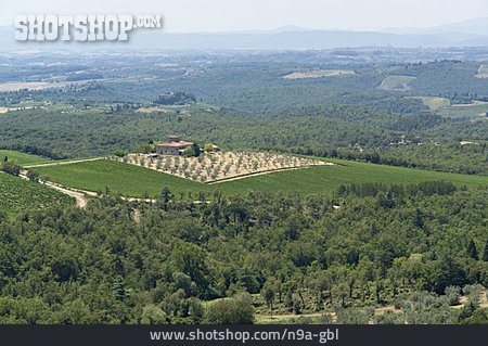 
                Weinberg, Weinanbaugebiet, Chianti                   