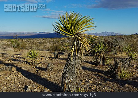 
                Kaktus, Steppe, Nevada                   