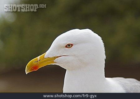 
                Mediterranean Seagull                   