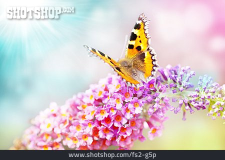 
                Schmetterling, Frühlingserwachen                   