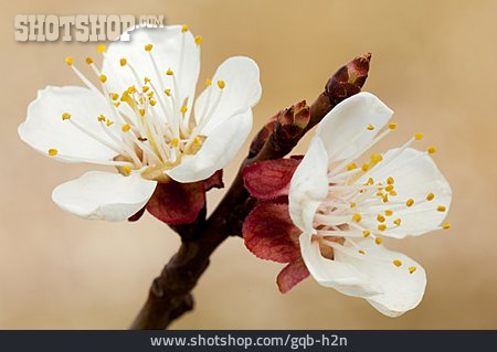 
                Aprikosenblüte                   