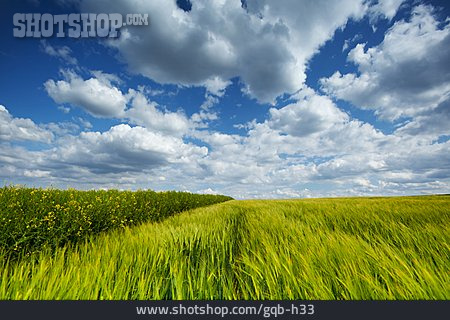 
                Getreidefeld, Bewölkter Himmel                   