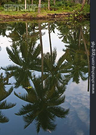 
                Wasserspiegelung, Palme                   