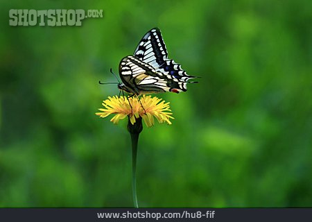 
                Schmetterling, Schwalbenschwanz                   